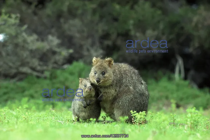 : Quokka (Setonix brachyurus) with young. Rottnest : Quokka (Setonix brachyurus) with young. Rottnest