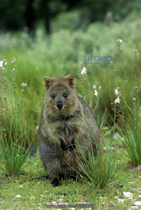  : Quokka - Sitting down