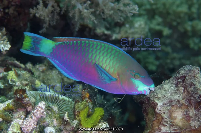  : Quoys Parrotfish - Pasir Putih dive site, Weda