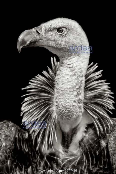 : R&, x30c25b2c;'s griffon vulture (Gyps rueppellii) : R&, x30c25b2c;'s griffon vulture (Gyps rueppellii)