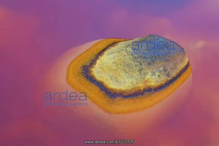 : R&, xdbe0;Tinto - Red River, Sierra Morena, Gulf : R&, xdbe0;Tinto - Red River, Sierra Morena, Gulf