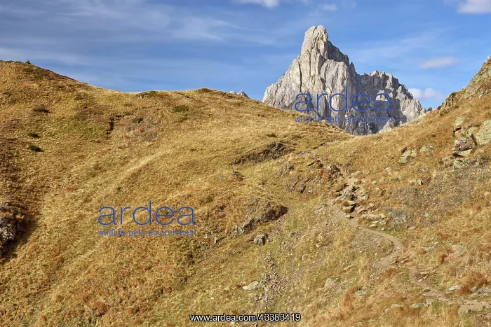 : Ra Gusela in autumn, blue sky, Passo di Giau, Dolomites : Ra Gusela in autumn, blue sky, Passo di Giau, Dolomites