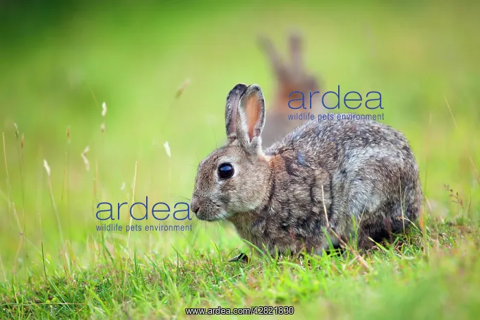 : Rabbit (Oryctolagus cunniculus). Cornwall - UK : Rabbit (Oryctolagus cunniculus). Cornwall - UK
