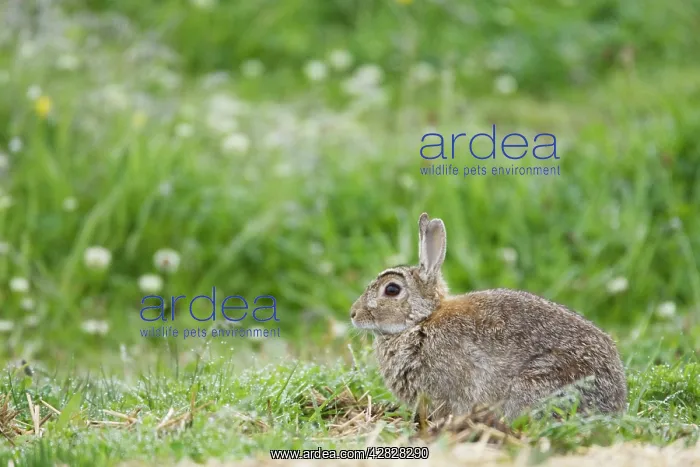 : Rabbit (Oryctolagus cuniculus). Orkney Mainland : Rabbit (Oryctolagus cuniculus). Orkney Mainland
