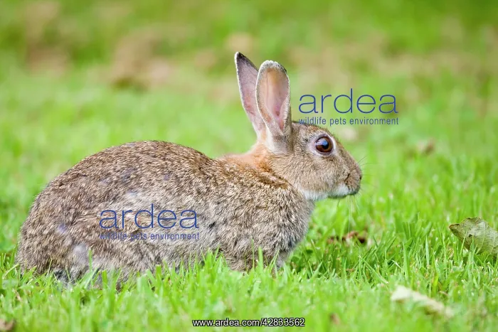  : Rabbit (Oryctolagus cuniculus). Norfolk UK