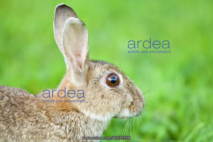  : Rabbit (Oryctolagus cuniculus). Norfolk UK