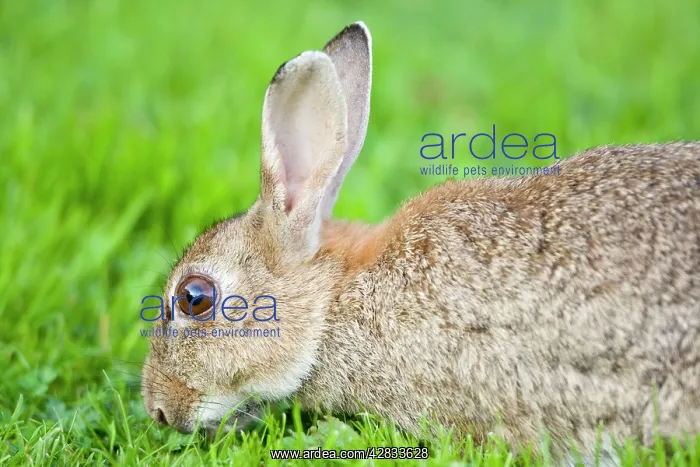  : Rabbit (Oryctolagus cuniculus). Norfolk UK