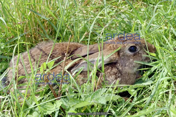  : Rabbit (Oryctolagus cuniculus). France