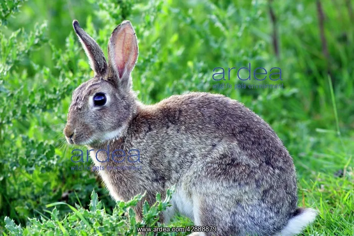  : Rabbit (Oryctolagus cuniculus). France