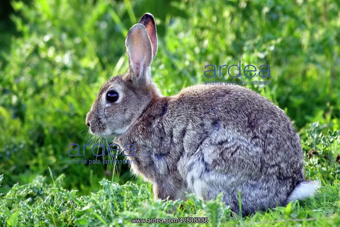  : Rabbit (Oryctolagus cuniculus). France