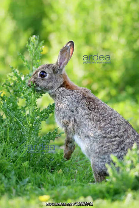 : Rabbit (Oryctolagus cuniculus). France