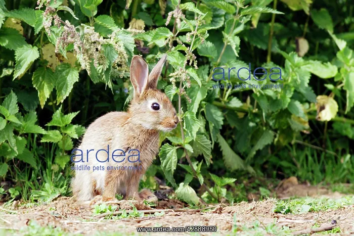 : Rabbit (Oryctolagus cuniculus). France : Rabbit (Oryctolagus cuniculus). France