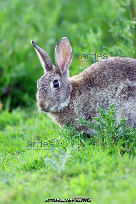 : Rabbit (Oryctolagus cuniculus). France : Rabbit (Oryctolagus cuniculus). France