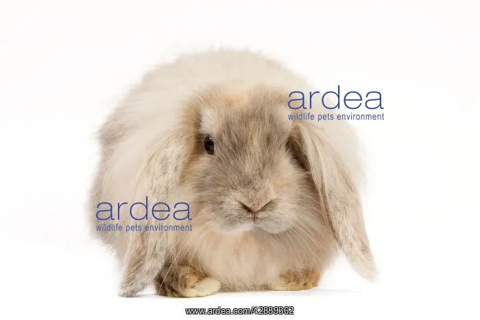  : Rabbit