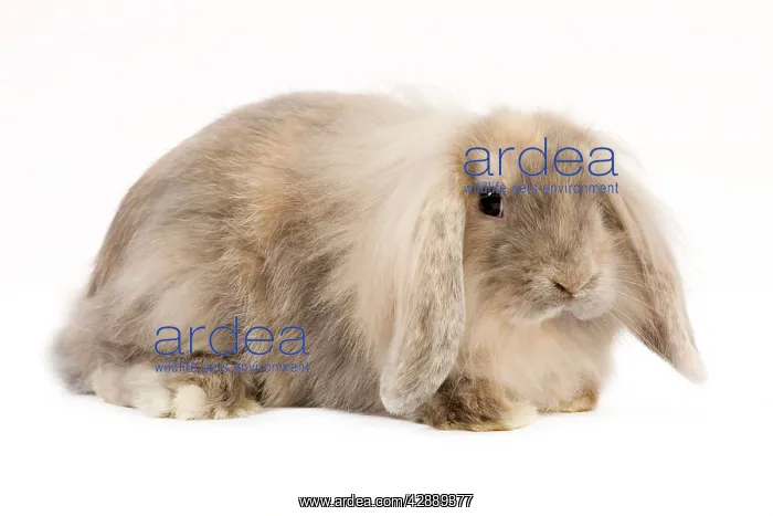  : Rabbit