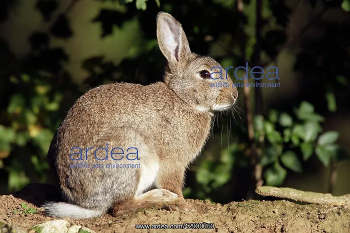 : Rabbit. (Oryctolagus cuniculus). France : Rabbit. (Oryctolagus cuniculus). France