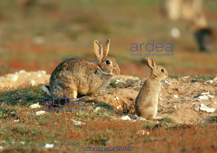  : Rabbit - two