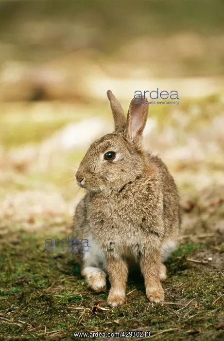 : RABBIT (Oryetolagus cuniculus). Lancashire, UK : RABBIT (Oryetolagus cuniculus). Lancashire, UK