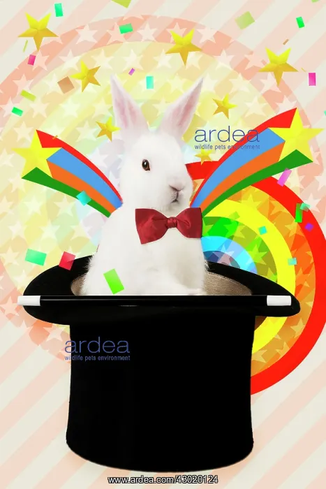  : Rabbit - mini ivory satin wearing bow tie in top hat magic. Digital Manipulation