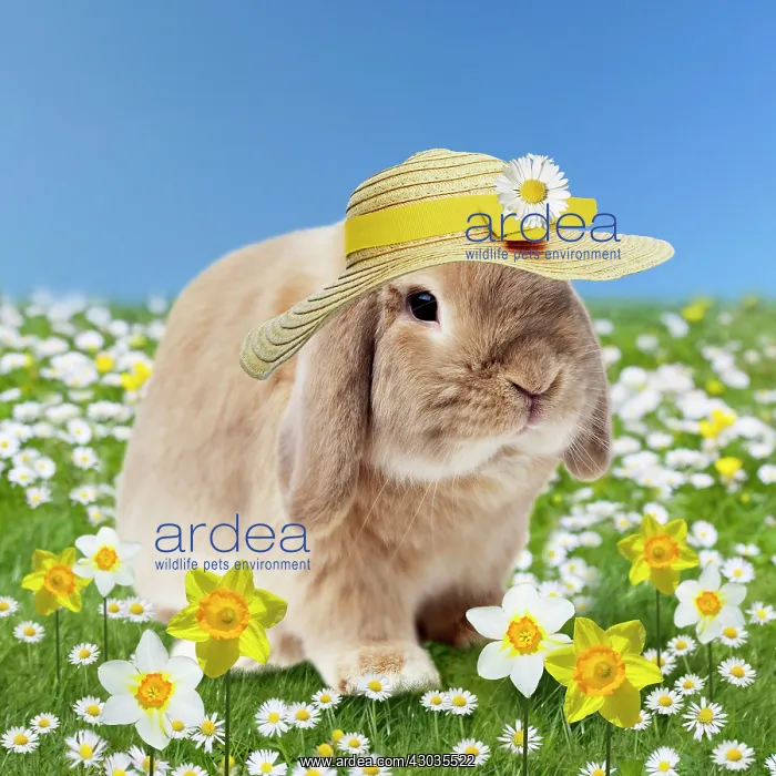 : Rabbit in spring flowers daisies and daffodils wearing easter bonnet Digital Manipulation : Rabbit in spring flowers daisies and daffodils wearing easter bonnet Digital Manipulation