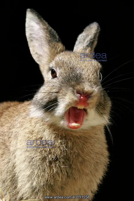 : Rabbit : Rabbit