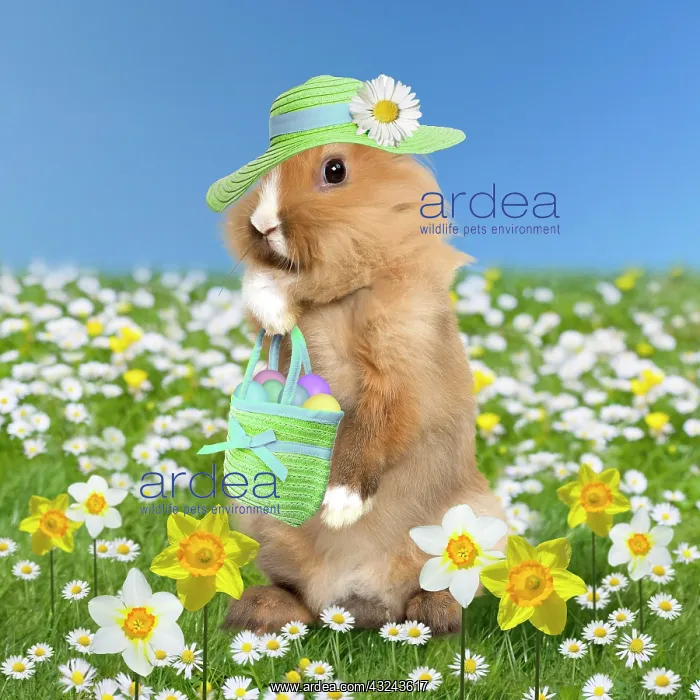 : Rabbit Easter Bunny in spring flowers daisies : Rabbit Easter Bunny in spring flowers daisies