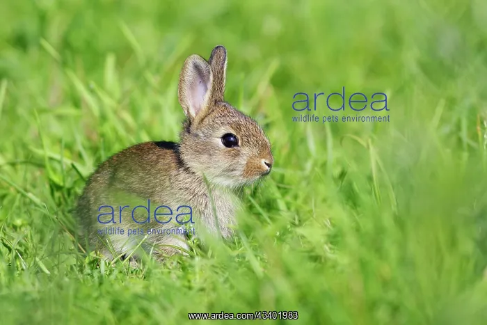  : Rabbit (Oryctolagus cuniculus). France