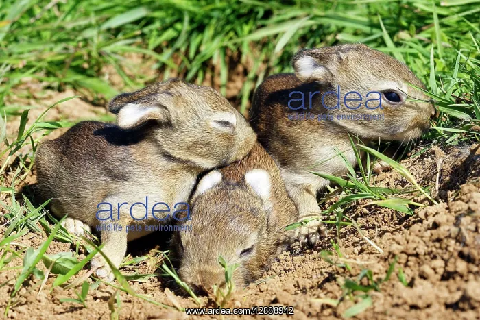 : Rabbit 7-8 days : Rabbit 7-8 days
