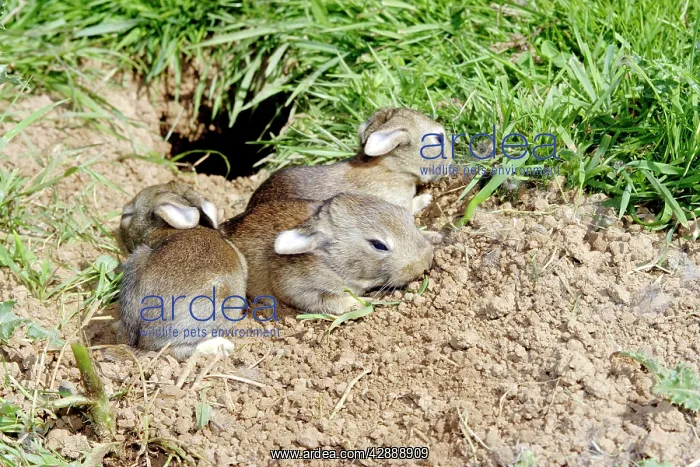 : Rabbit - 7-8 days old : Rabbit - 7-8 days old
