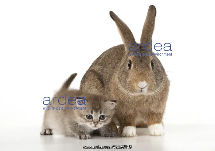 : RABBIT. agouti rabbit with 6 week old tiffanie kitten : RABBIT. agouti rabbit with 6 week old tiffanie kitten