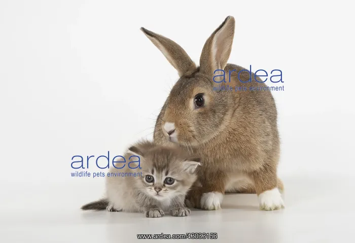 : RABBIT. agouti rabbit with 6 week old tiffanie kitten : RABBIT. agouti rabbit with 6 week old tiffanie kitten