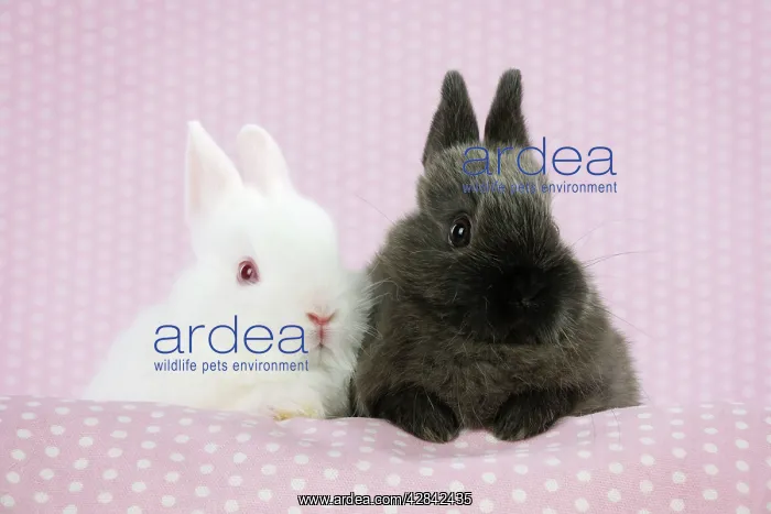 : RABBIT. Albino rabbit sitting next to rabbit : RABBIT. Albino rabbit sitting next to rabbit