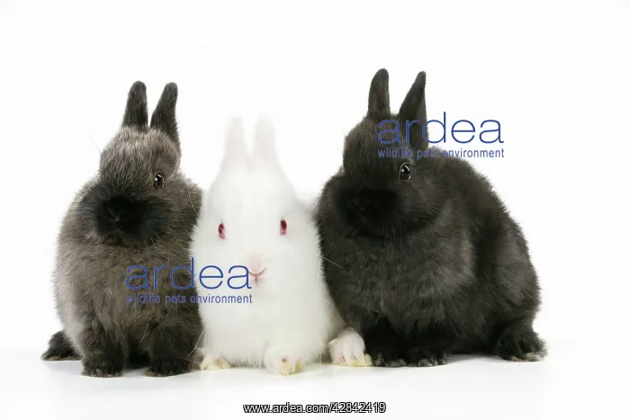 : RABBIT. Albino rabbit sitting between two rabbits : RABBIT. Albino rabbit sitting between two rabbits