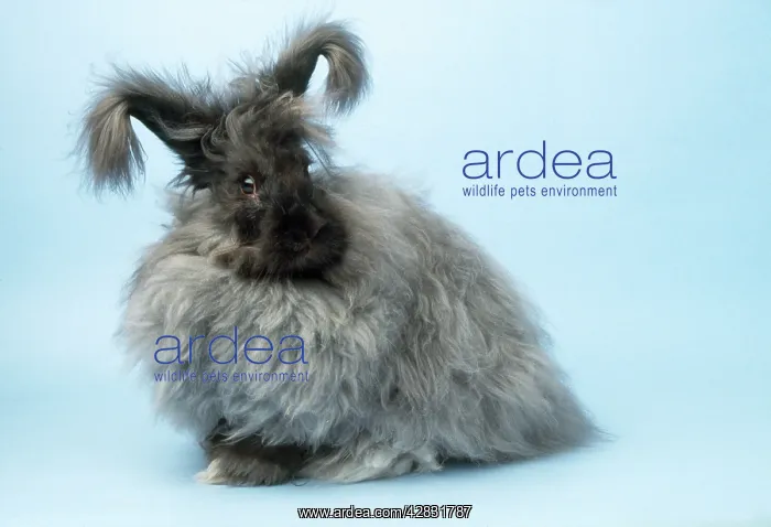  : RABBIT - ANGORA