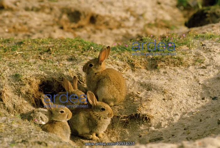  : Rabbit - babies at warren opening