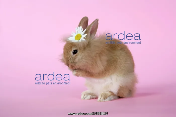  : Rabbit - baby lion head rabbit (6 wks old)