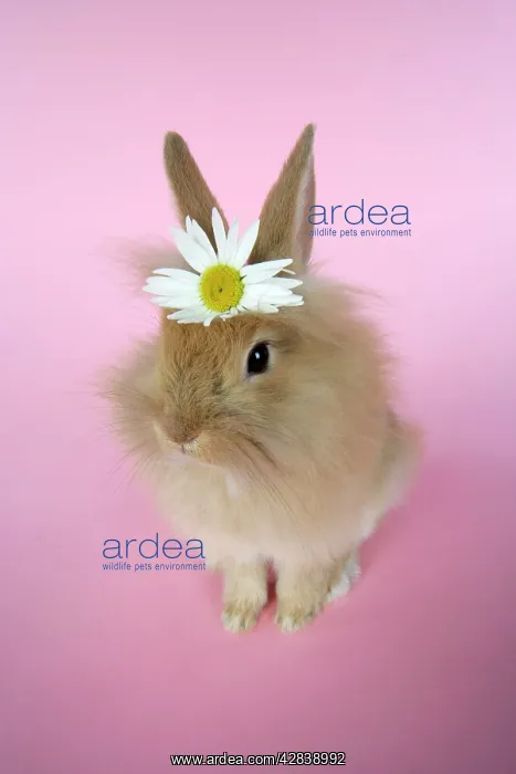 : Rabbit - baby lion head rabbit (6 wks old) : Rabbit - baby lion head rabbit (6 wks old)