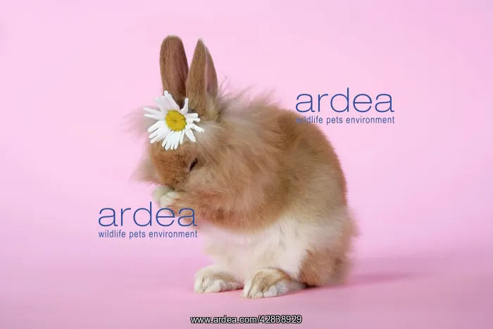  : Rabbit - baby lion head rabbit (6 wks old) sneezing