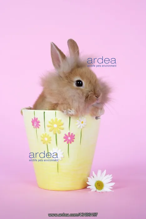  : Rabbit - baby lion head rabbit (6 wks old)in a flower pot
