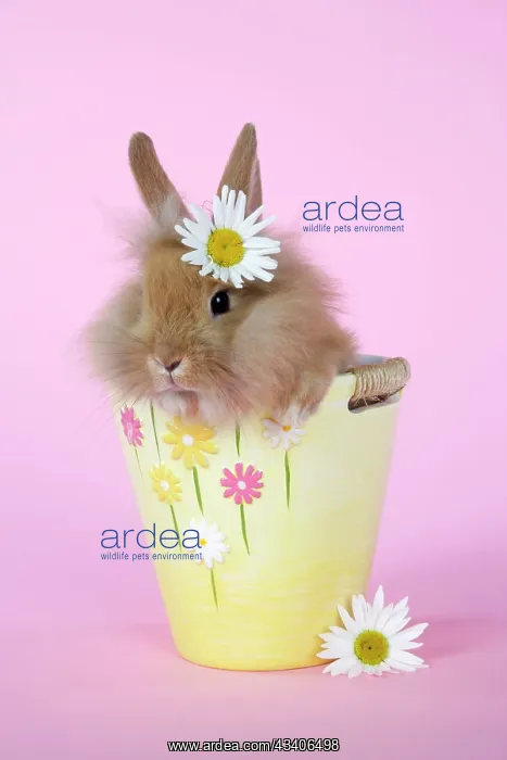  : Rabbit - baby lion head rabbit (6 wks old)in a flower pot