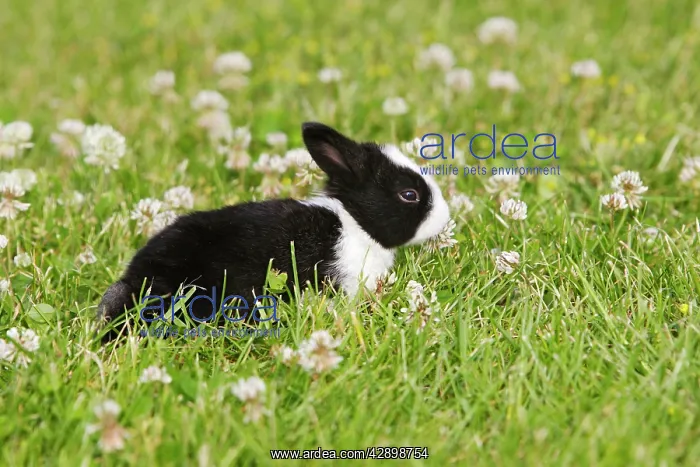 : Rabbit - baby outside : Rabbit - baby outside