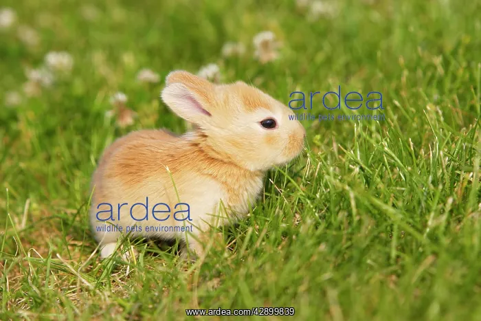 : Rabbit - baby outside : Rabbit - baby outside