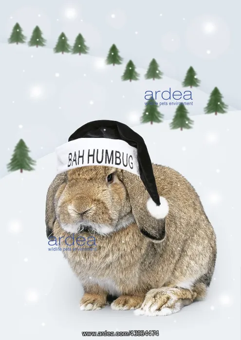  : Rabbit with Bah Humbug hat in winter scene