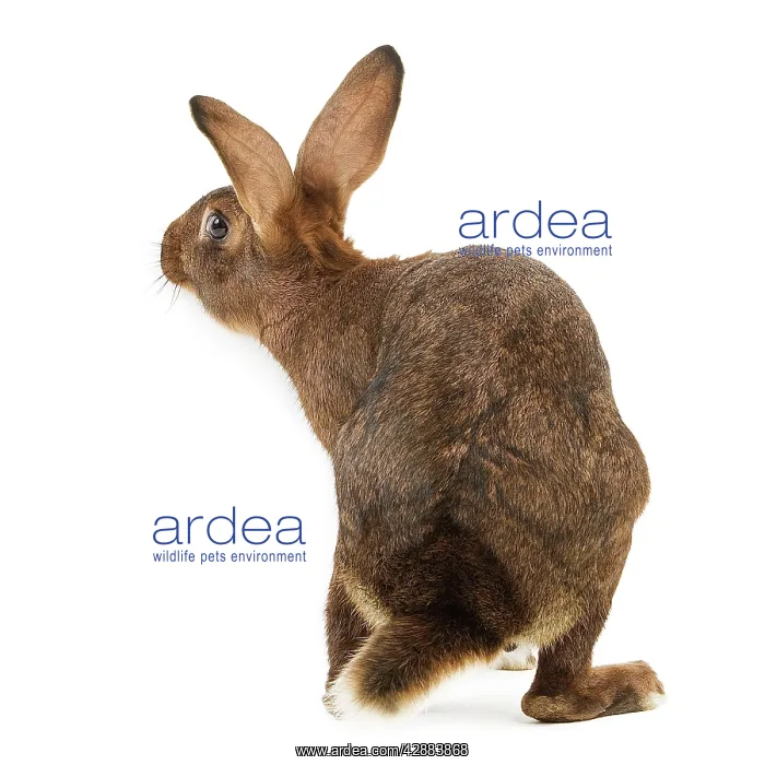  : Rabbit - Belgian Hare
