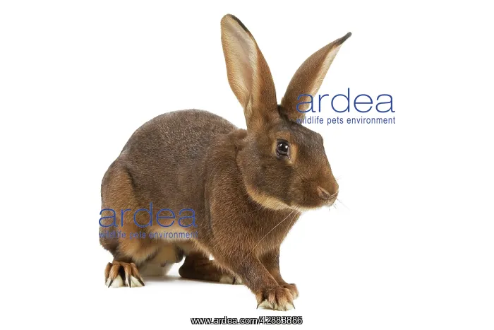  : Rabbit - Belgian Hare
