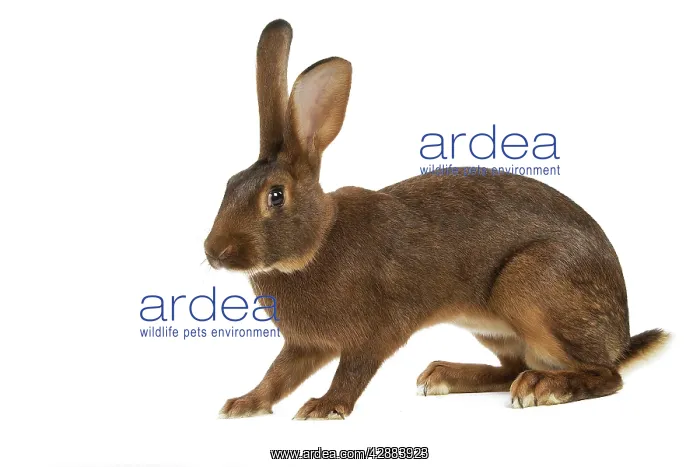  : Rabbit - Belgian Hare