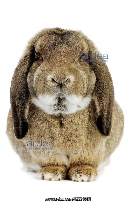  : Rabbit - Belier francais breed