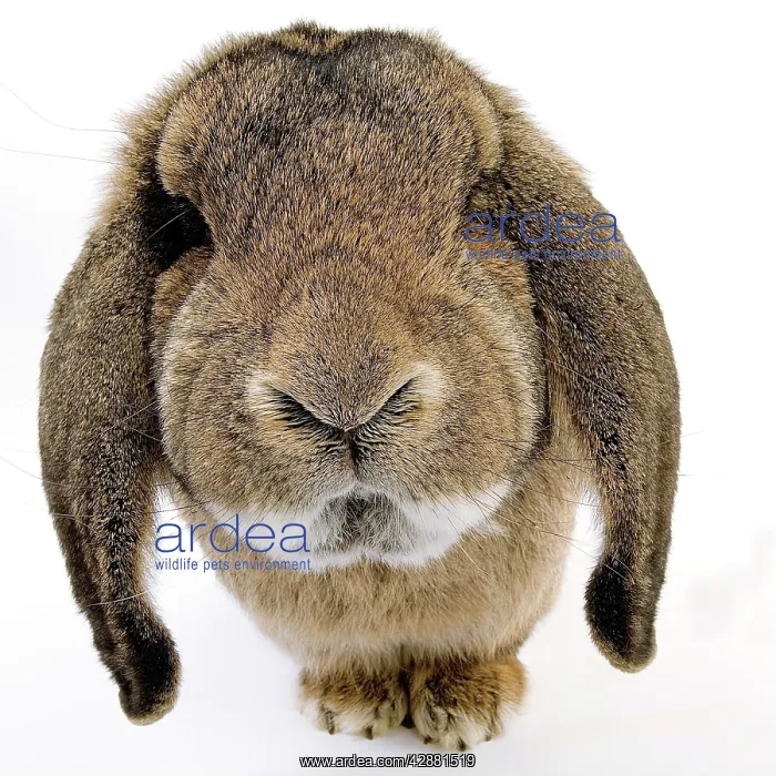  : Rabbit - Belier francais breed