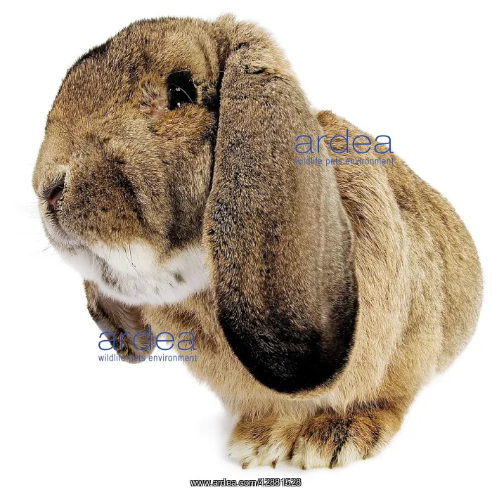  : Rabbit - Belier francais breed