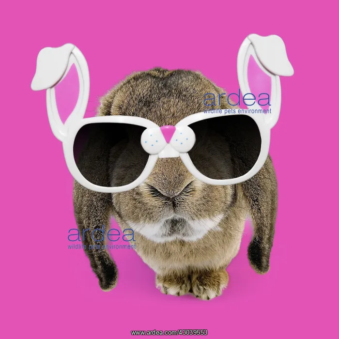 : Rabbit - Belier francais breed wearing bunny rabbit : Rabbit - Belier francais breed wearing bunny rabbit